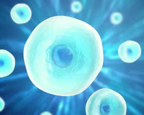 山药排骨汤：孕妇饮食安全指南、注意事项及是否是理想食谱之一