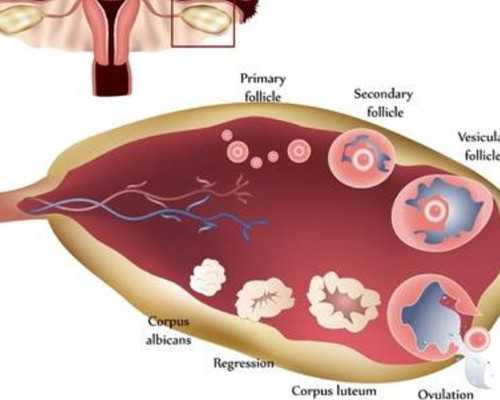 mRNA疫苗全球竞速