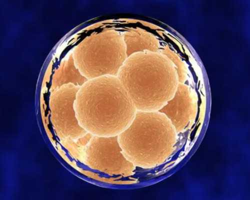 上海代怀机构价格,上海医院做三代试管生儿子费用多少，附价格明细！