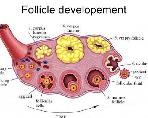 上海代生安全么,试管婴儿成功后黄体酮能不带回家打_上海供卵试管公司有哪些
