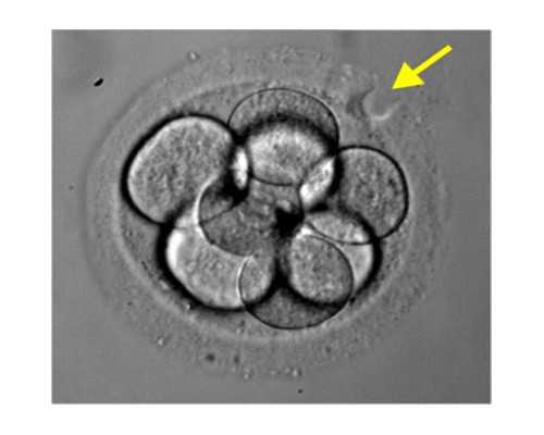 上海正规权威代生,上海军事夏令营哪个机构好