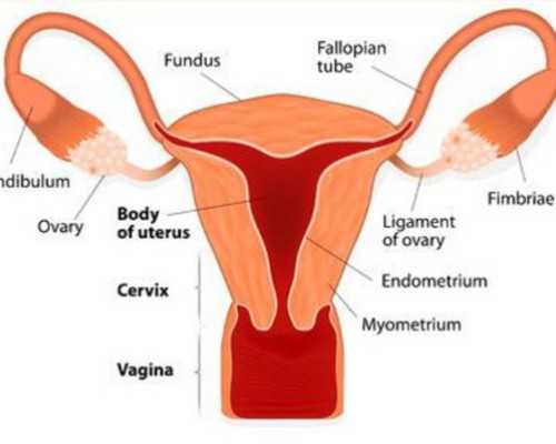 上海代孕公司网站,上海长海医院能不能供卵做第三代试管婴儿？