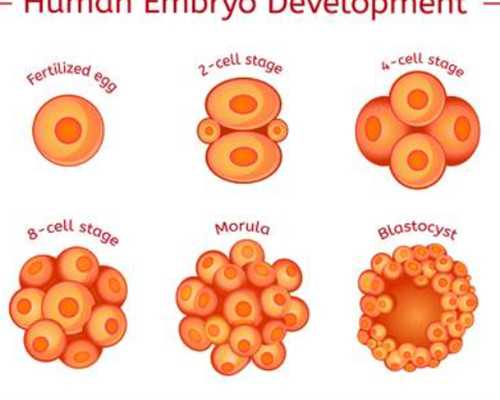 上海如何代生,上海市第一人民医院三代试管能选男女吗？附详细成功率