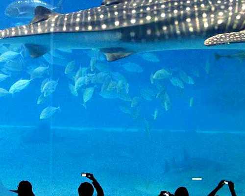 上海哪里可以做试管婴儿？上海做供卵试管婴儿费用是多少？