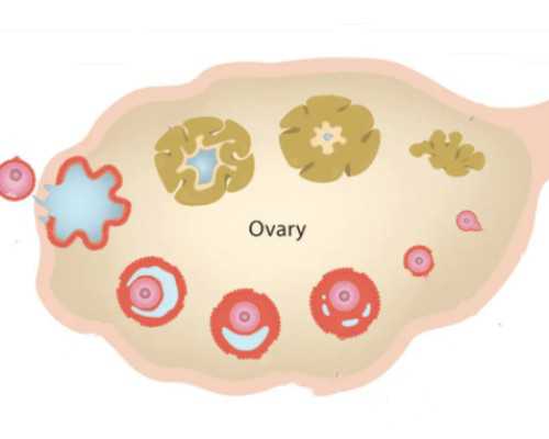 上海哪家医院做试管成功率高上海第三代试管包生男孩价格多少？