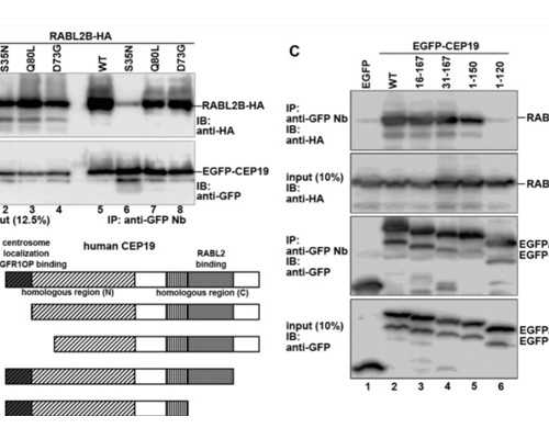 上海供卵试管好吗,【上海红房子做试管婴儿能供卵吗】热乎乎的胎心胎芽来咯