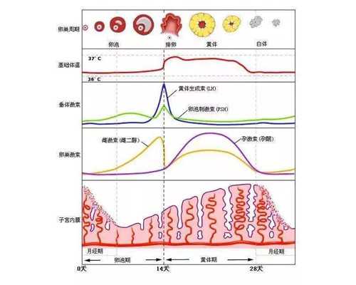 上海中心代怀产子,试管婴儿从移植当天到现在62天了，算怀孕多少周了？-上海