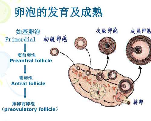 官方好孕啦！分享我的备孕经验