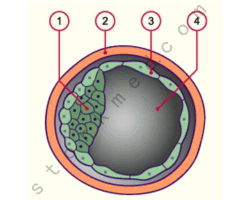 上海代怀宝宝男孩,上海医学中心是不是能试管生儿子？