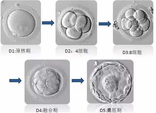萍乡代孕服务在哪里_萍乡能不能做代孕_试管婴儿优胚好还是囊胚好？